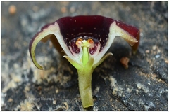 Caralluma truncatocoronata